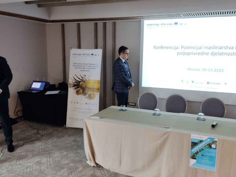 Maslinarstvo grana budućnosti Hercegovine